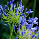 Blue Botanical